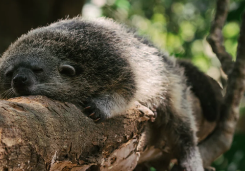 Sleeping palm civet