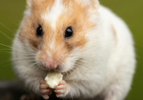 Syrian golden hamster