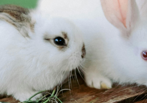 Two rabbits