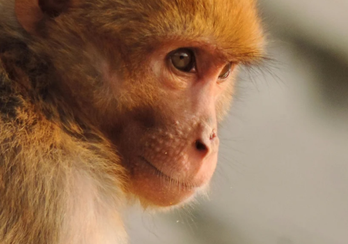 Rhesus macaque