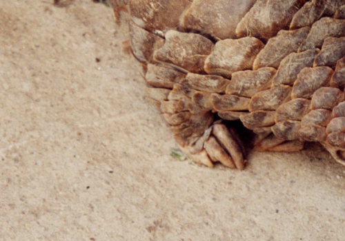 Pangolin
