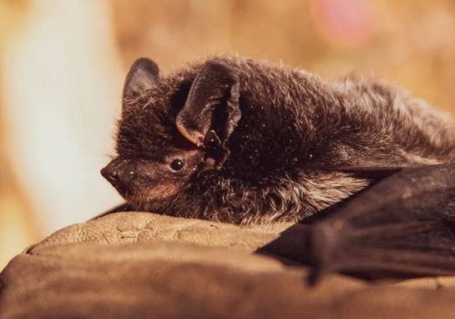Bat