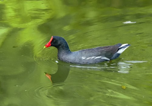 Moorhen