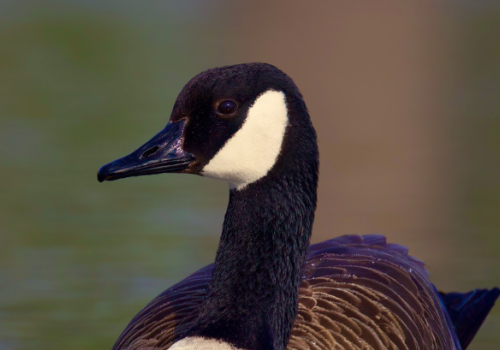 Canada goose