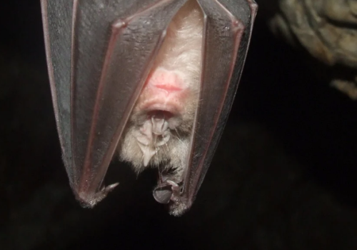 Bat