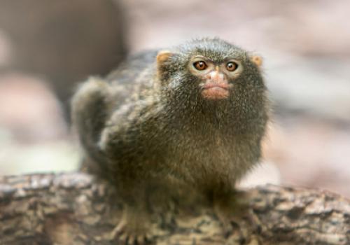 Marmoset
