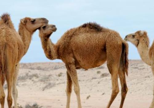Camels