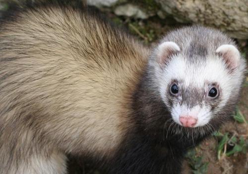 Ferret