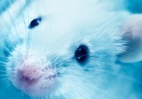A white mouse