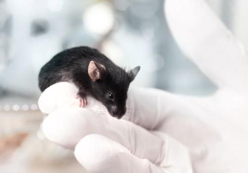 A mouse stands on a gloved hand
