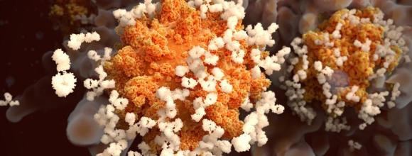 SARS-CoV-2 and antibodies